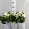 Anthurium (Andreanum Grp) Cocos