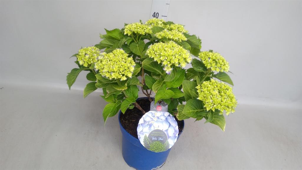 Hydrangea macrophylla
