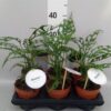 Monstera overig