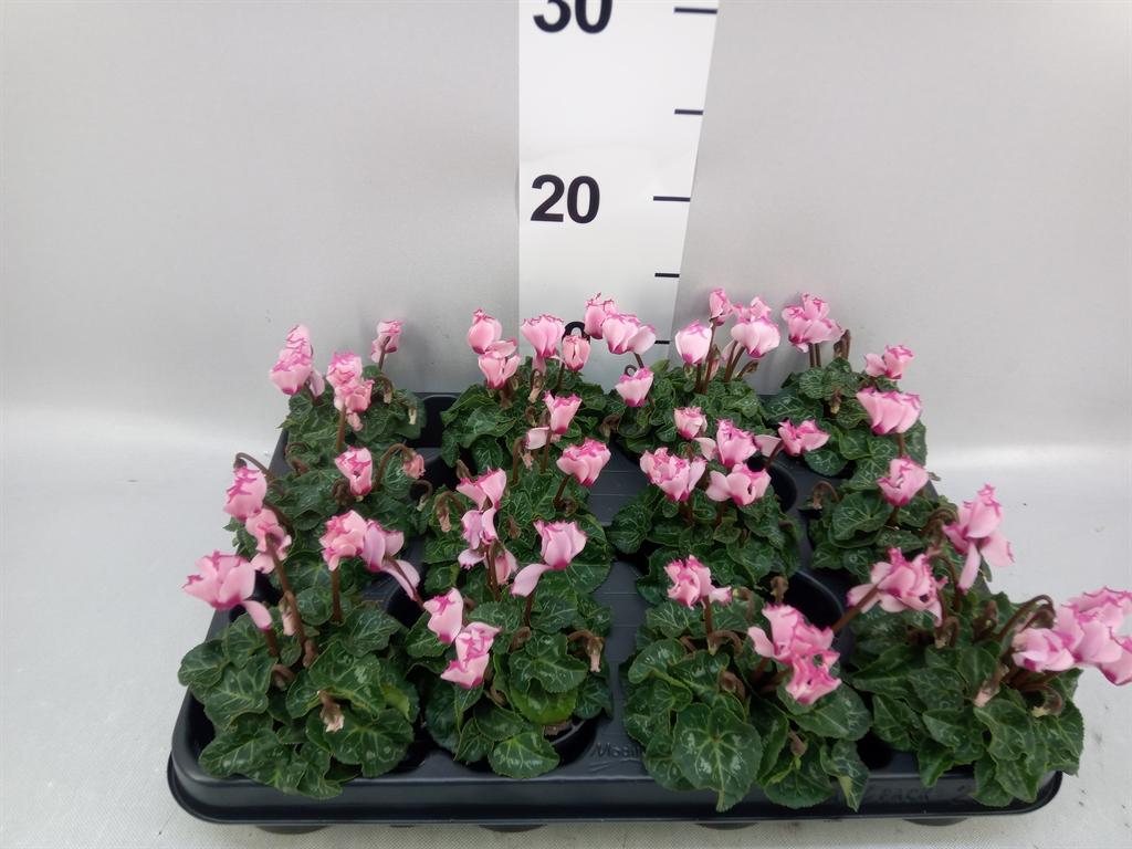 Cyclamen persicum kleinbloemig Super Serie Verano Victoria