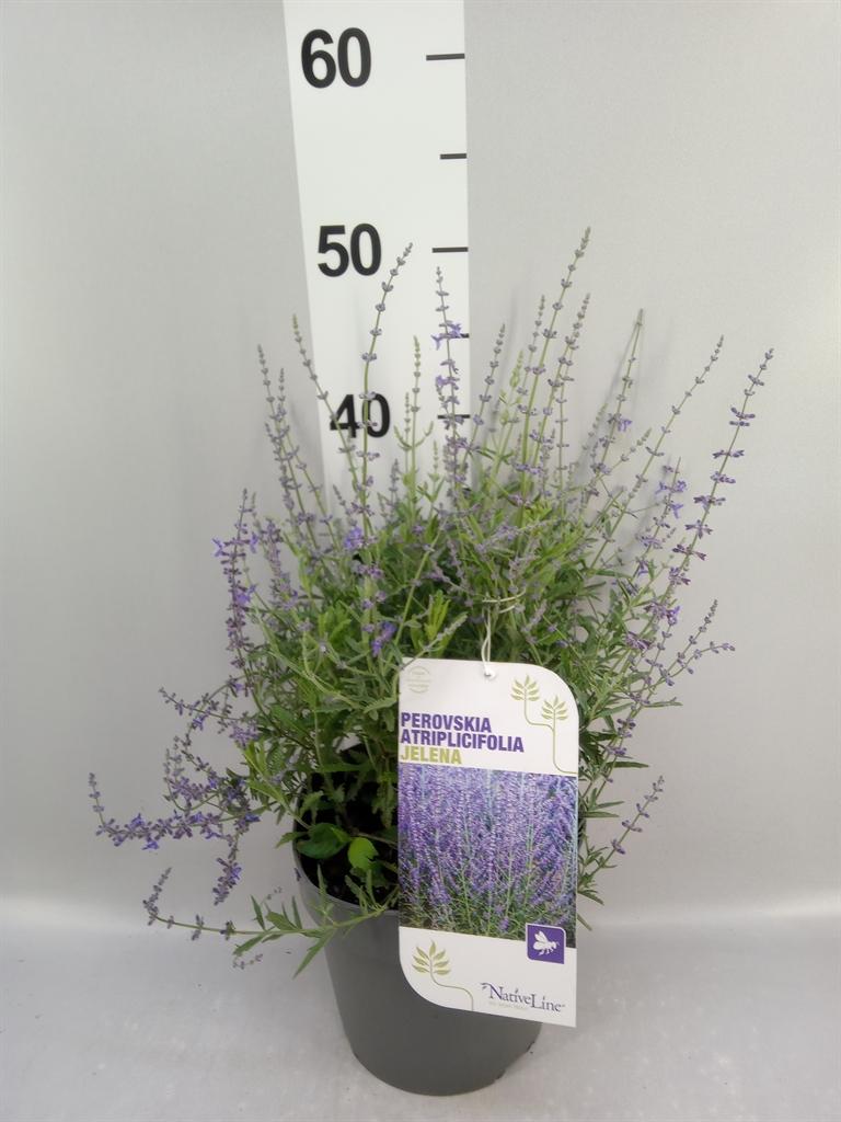 Perovskia atriplicifolia 'Little Spire'