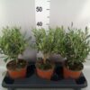 Olea europaea