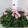 Cyclamen persicum small flowered Illusia