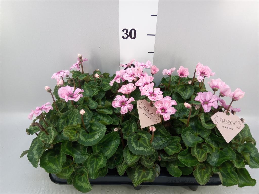 Cyclamen persicum small flowered Illusia
