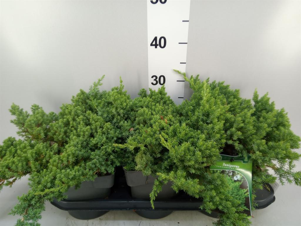 Juniperus procumbens 'Nana'