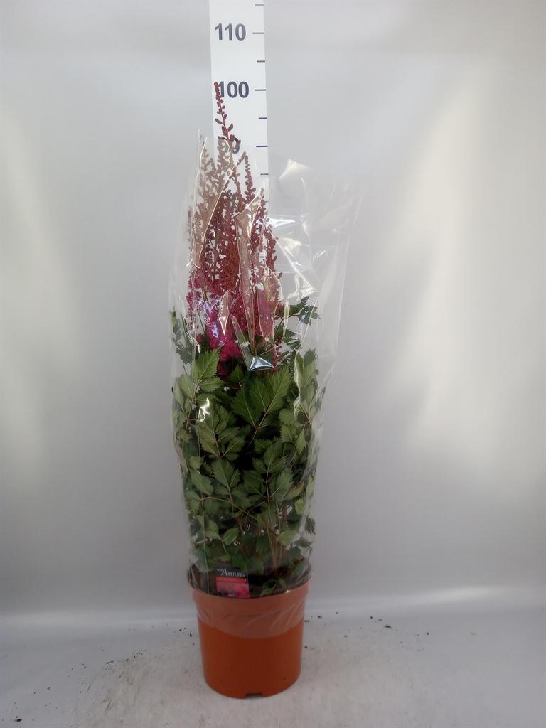 Astilbe overig