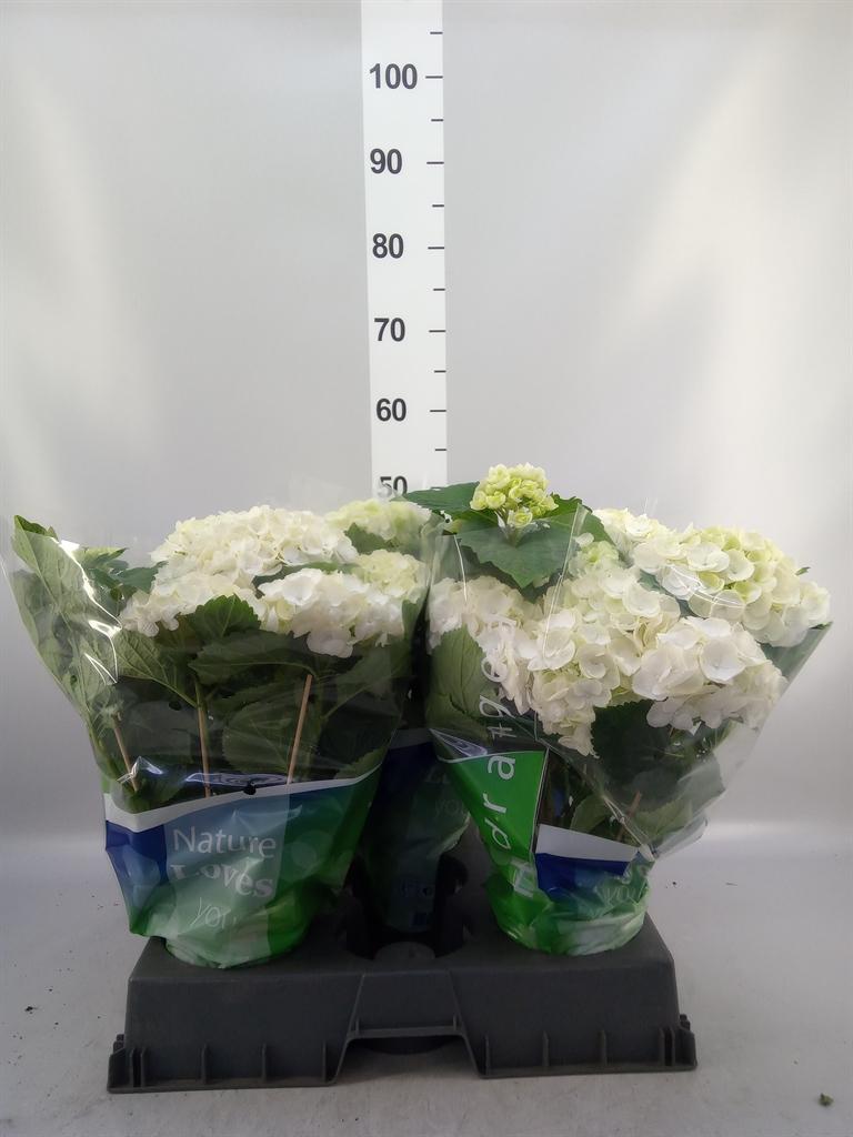 Hydrangea macrophylla 'Wudu'