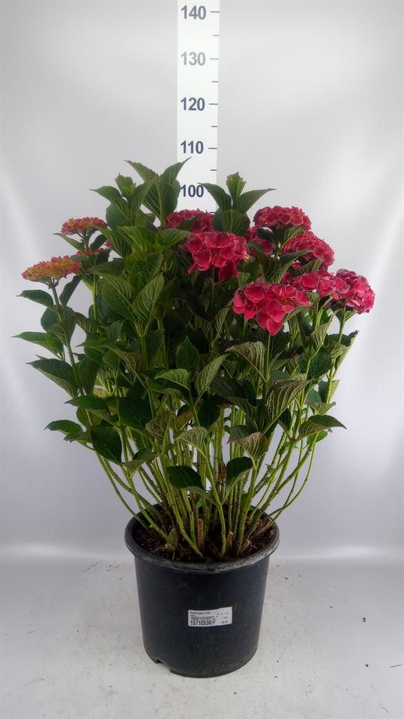 Hydrangea macrophylla overig