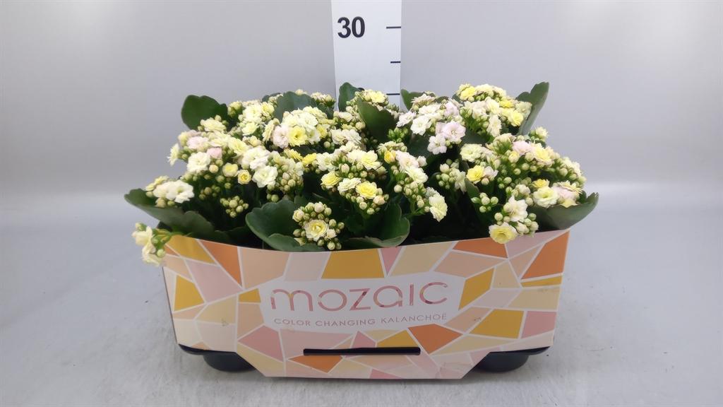Kalanchoe blossfeldiana gevuld Mozaic Tweed