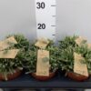 Rhipsalis baccifera subsp. horrida