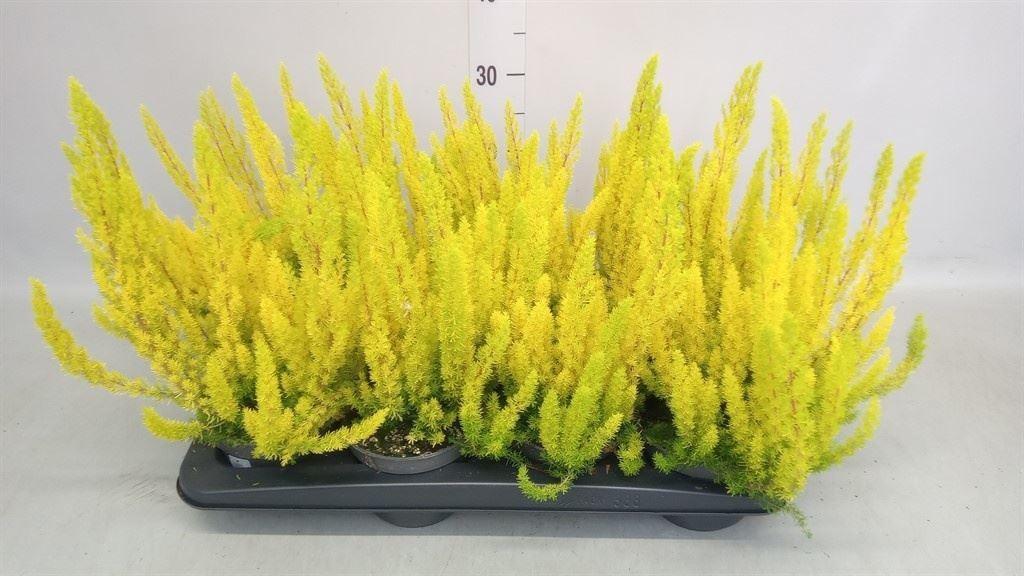 Erica arborea 'Albert's Gold'