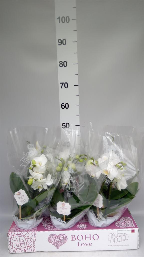 Phalaenopsis overig wit