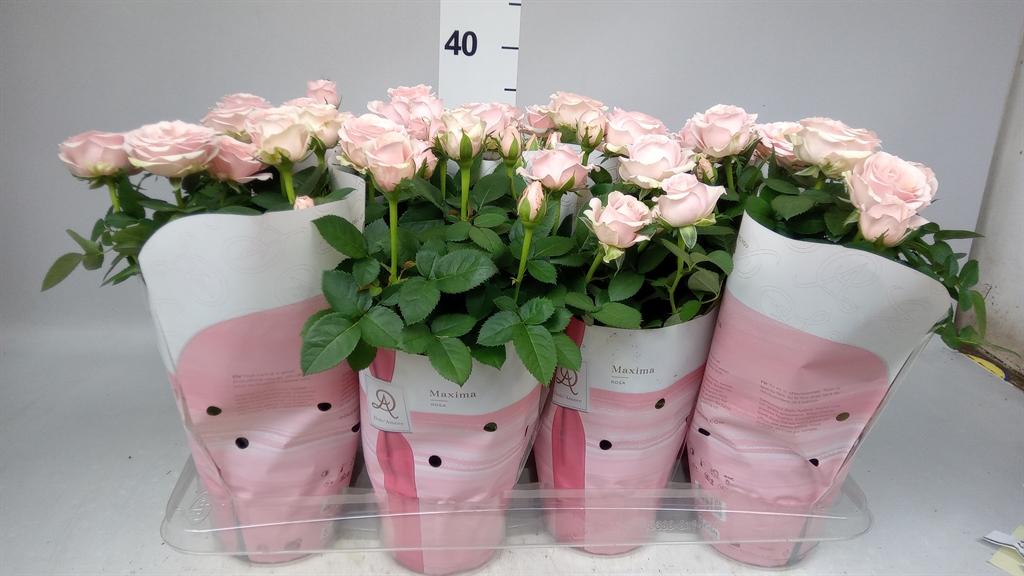 Rosa Infinity Princess
