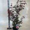 Acer palmatum 'Atropurpureum'