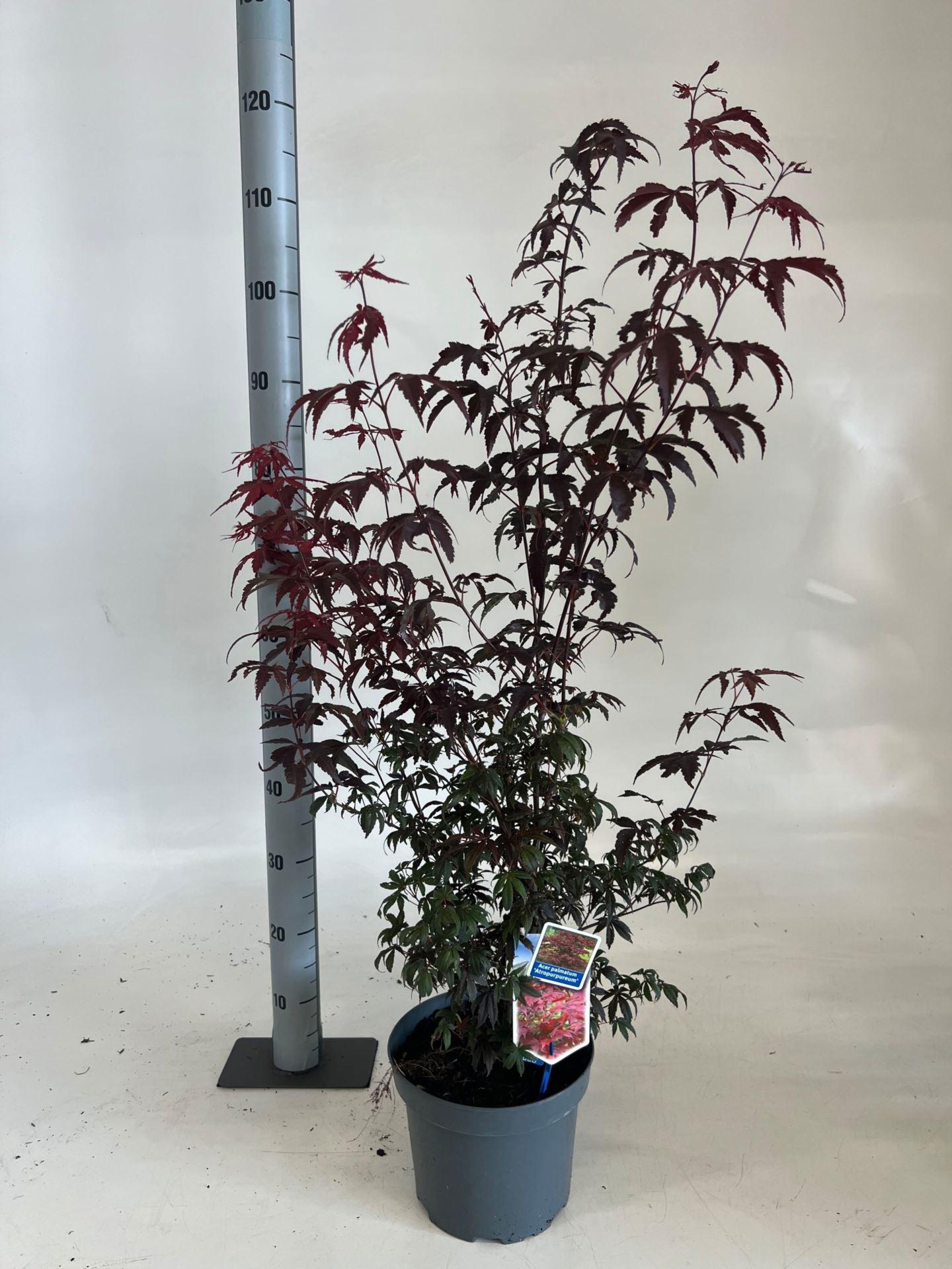 Acer palmatum 'Atropurpureum'