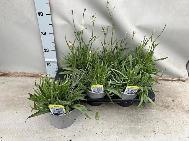 Catananche caerulea overig