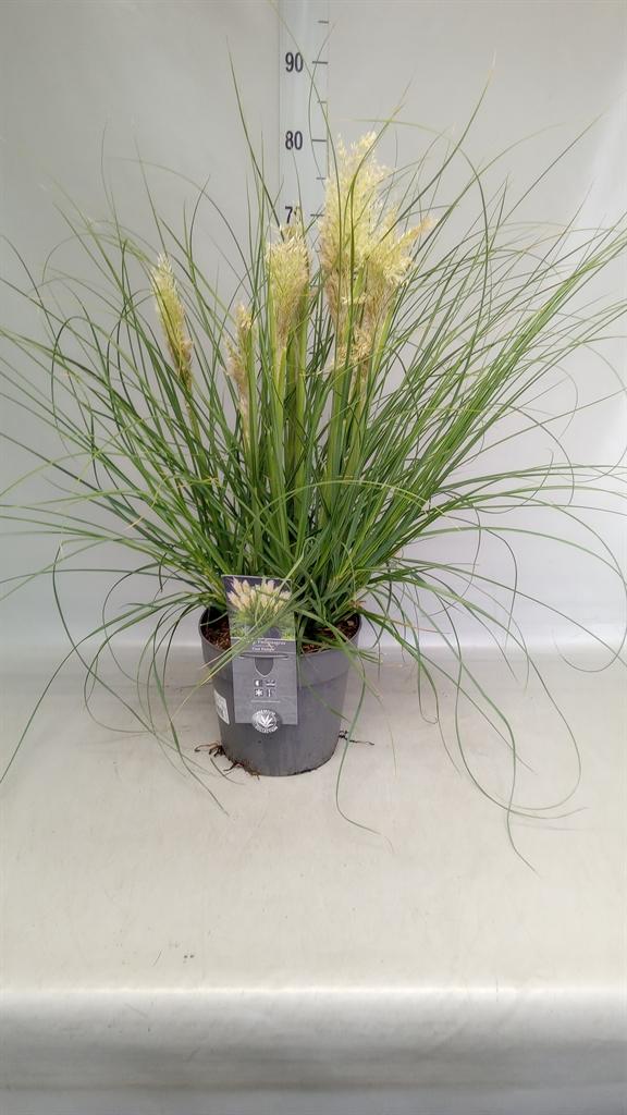Cortaderia selloana Tiny Pampa
