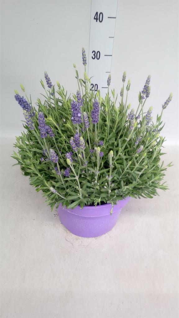 Lavandula angustifolia 'Spear Blue'