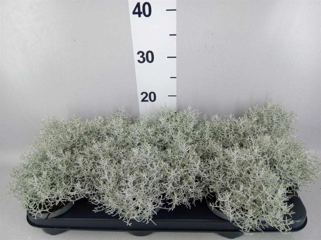 Leucophyta brownii