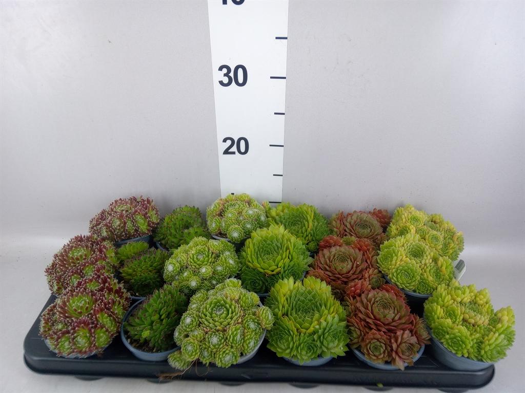 Sempervivum gemengd