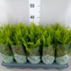 Nephrolepis exaltata 'Green Moment'