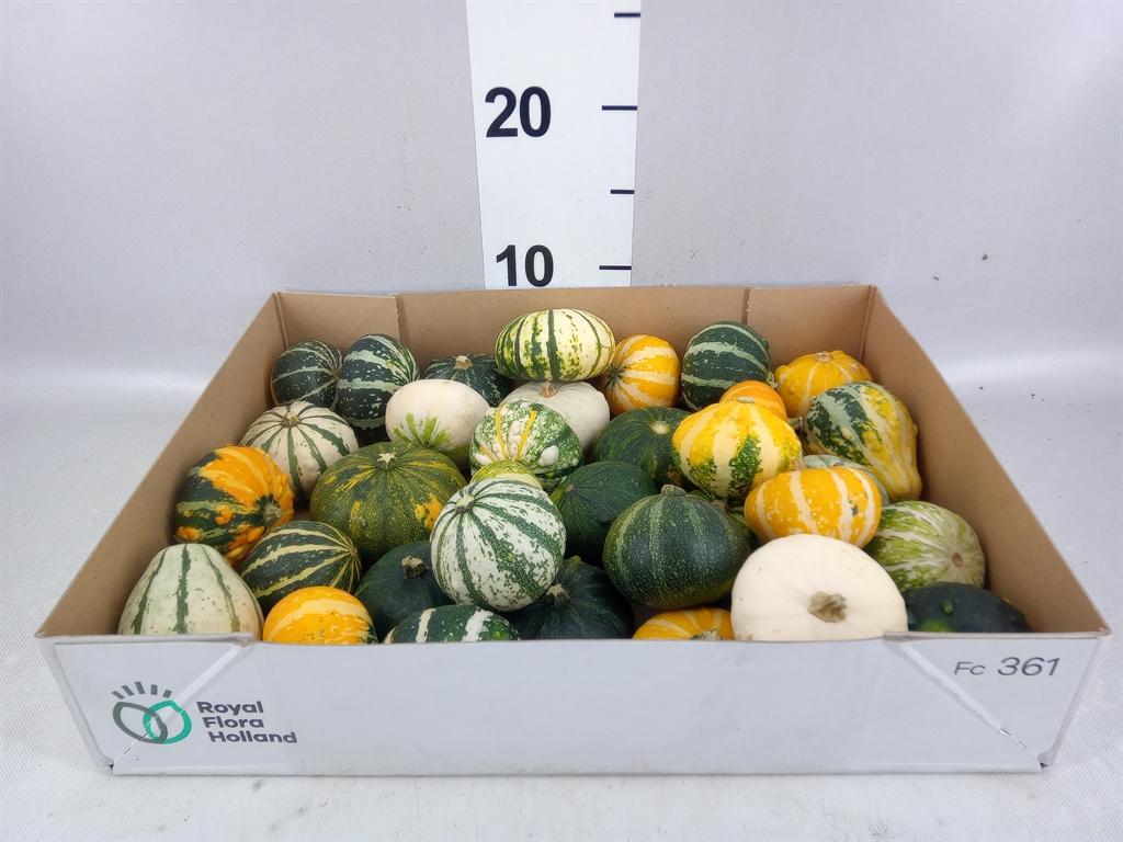 Cucurbita overig