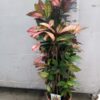 Codiaeum variegatum 'Mrs. Iceton'