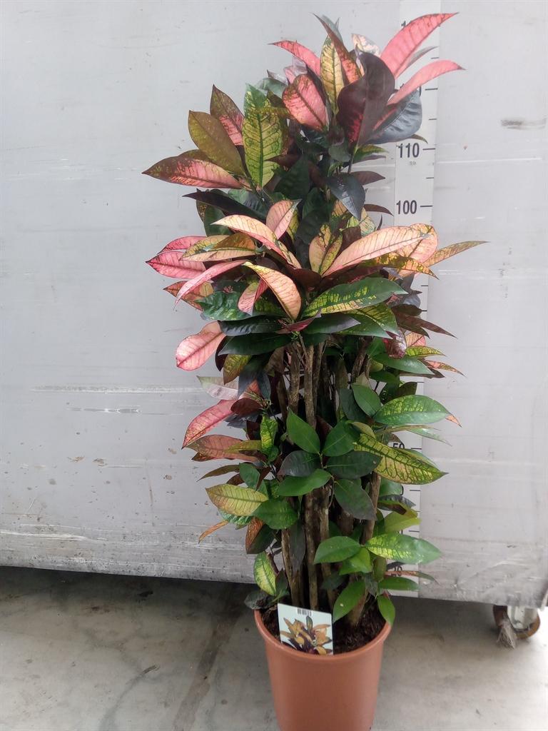 Codiaeum variegatum 'Mrs. Iceton'