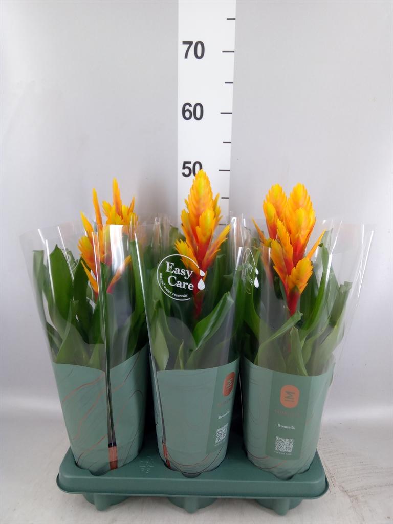 Vriesea Intenso Flame