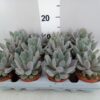 Pachyphytum 'Draco'