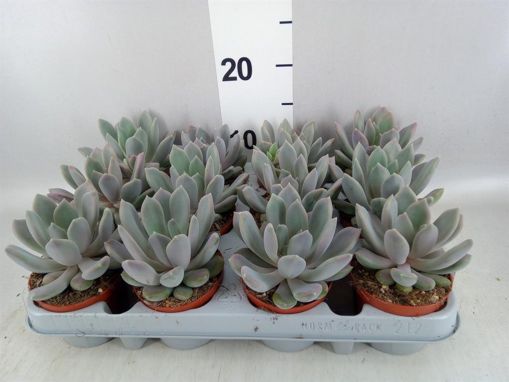 Pachyphytum 'Draco'