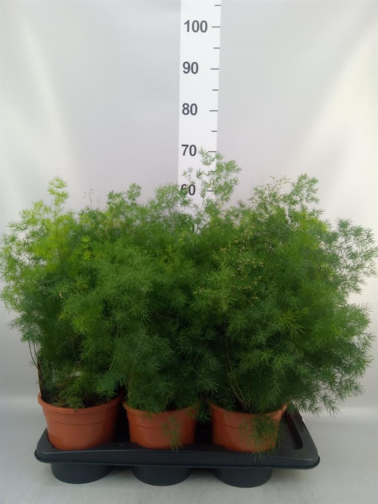 Asparagus umbellatus