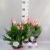Anthurium Lilli