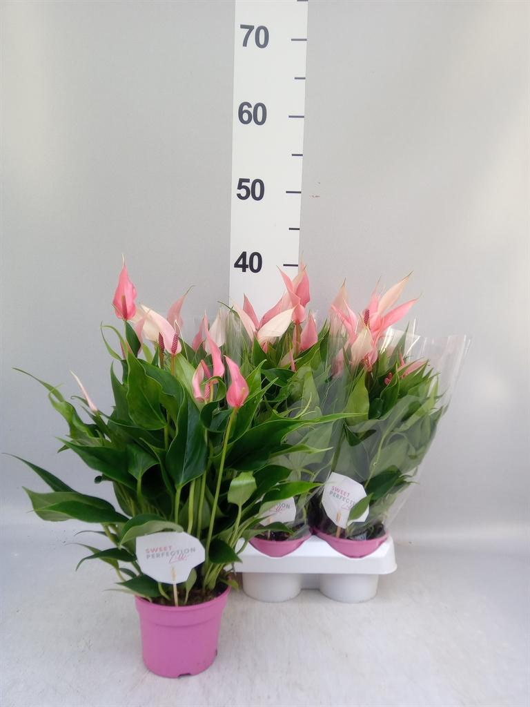 Anthurium Lilli