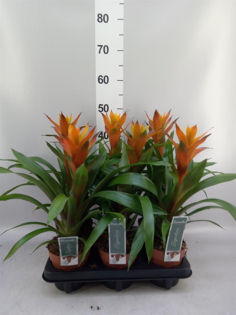Guzmania 'Variada'