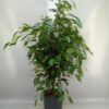 Ficus benjamina 'Exotica'