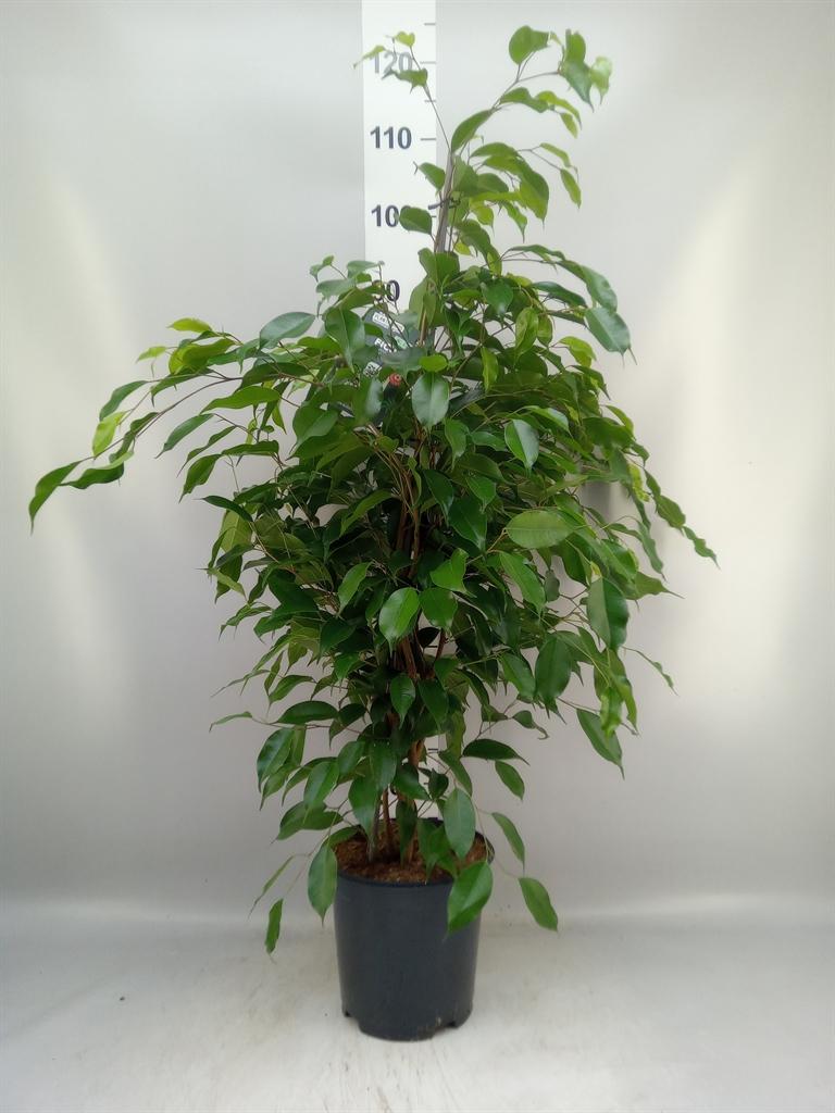 Ficus benjamina 'Exotica'