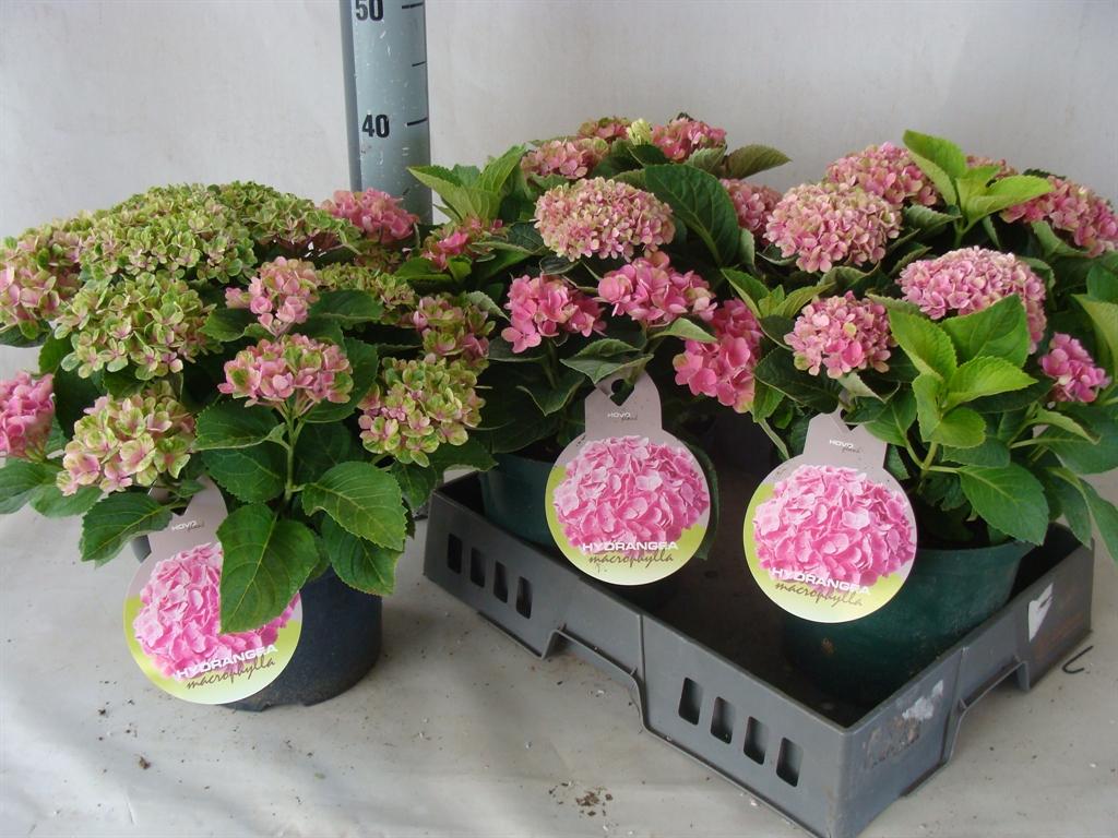 Hydrangea macrophylla