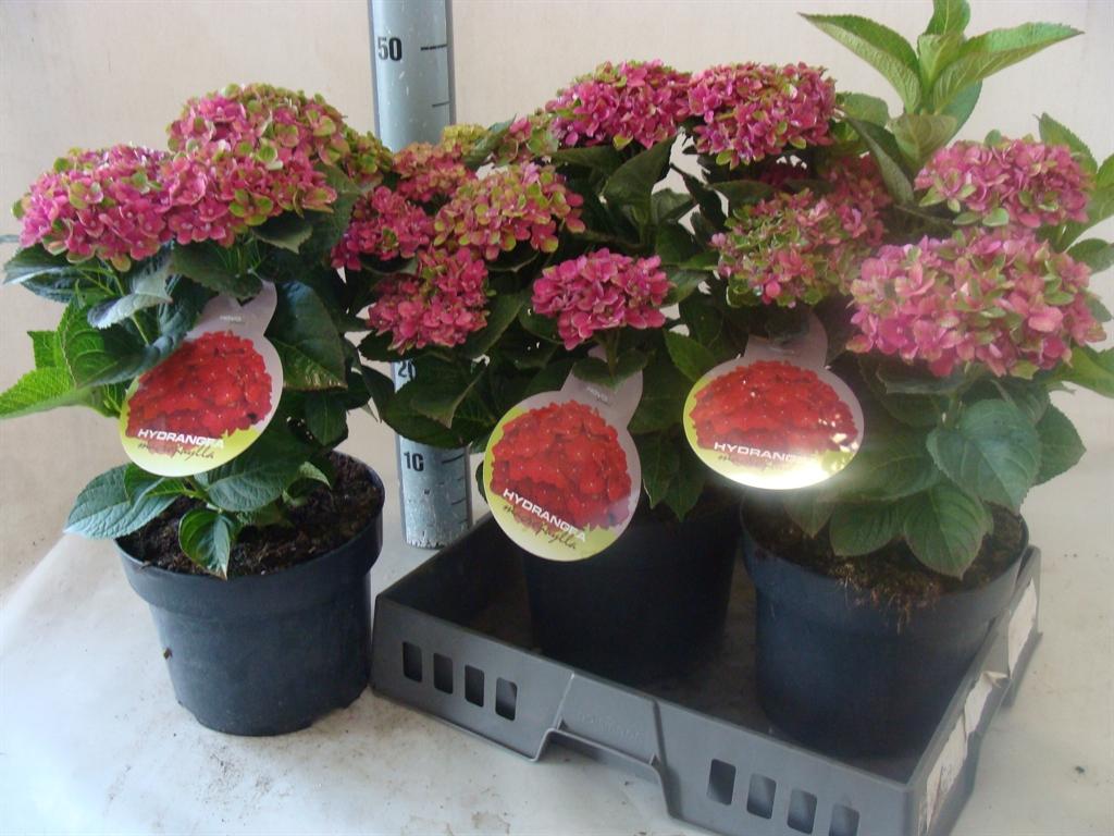 Hydrangea macrophylla