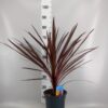 Cordyline australis 'Red Star'