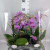 Phalaenopsis Multifloratypes overig roze