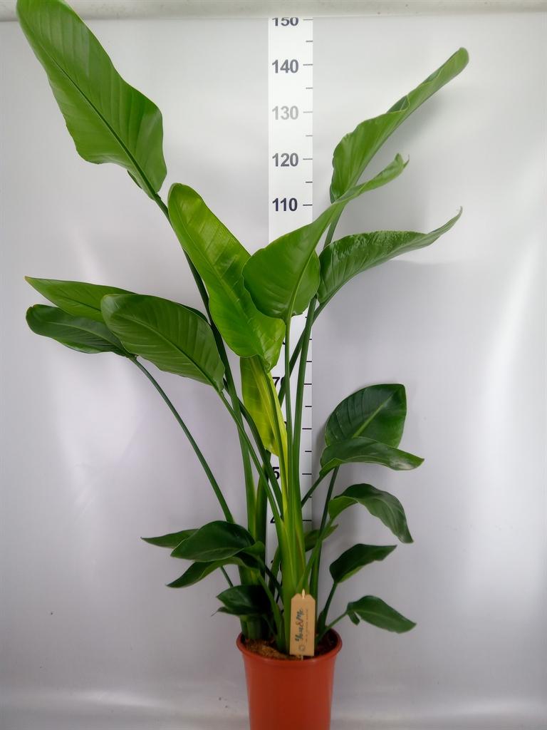 Strelitzia nicolai