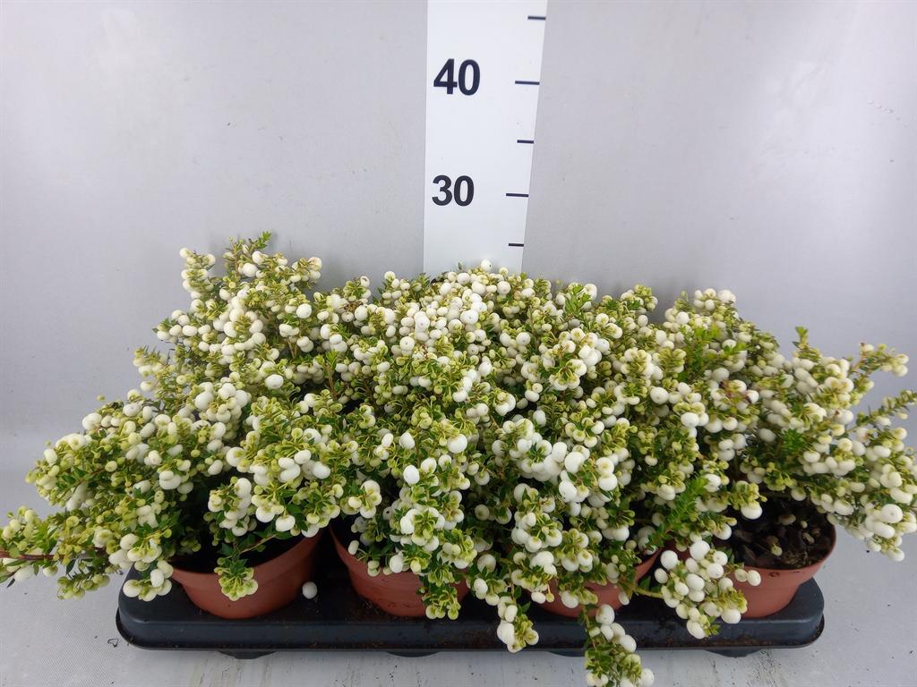 Gaultheria overig witte bes