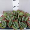 Kalanchoe thyrsiflora