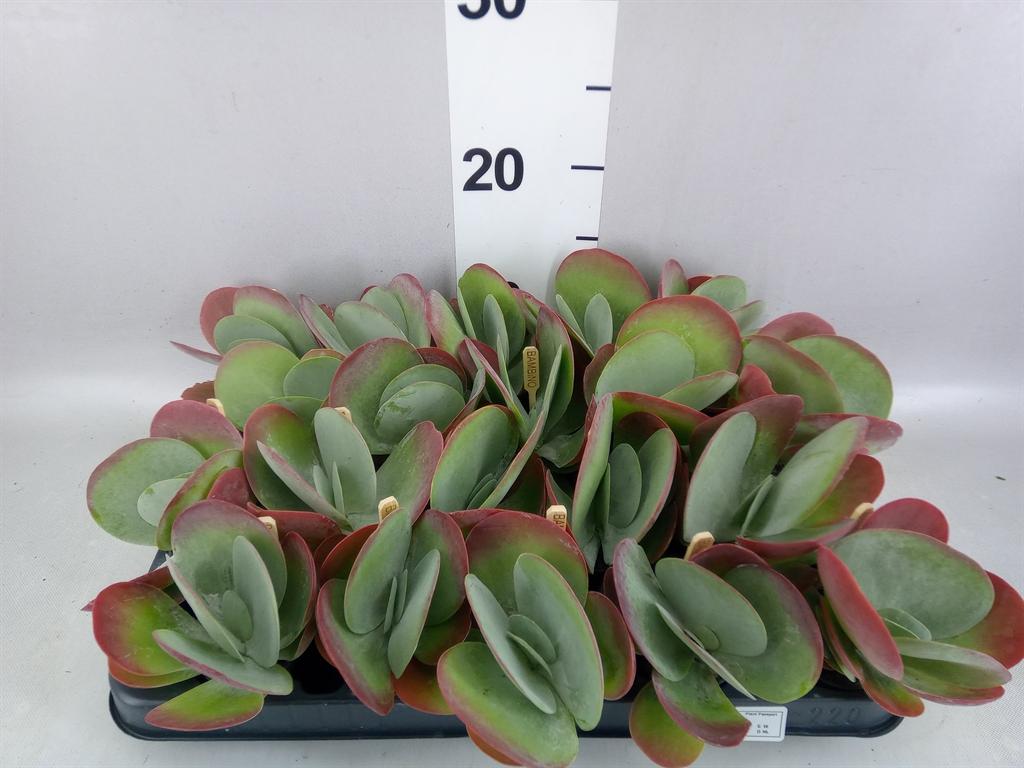 Kalanchoe thyrsiflora