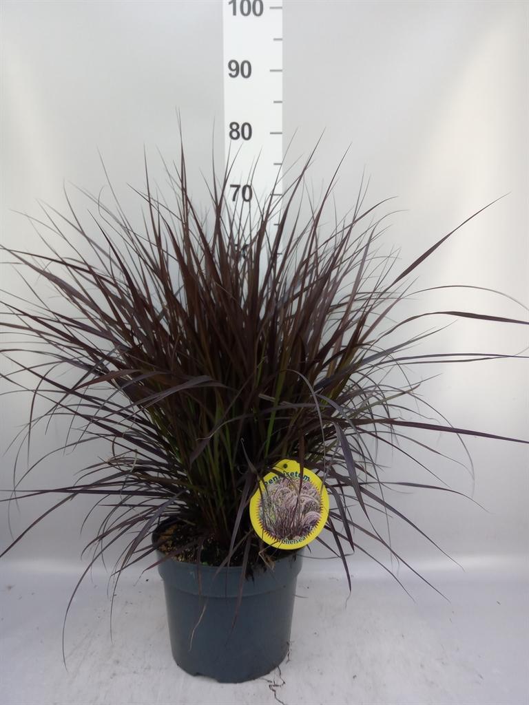 Pennisetum overig