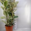 Ficus elastica 'Tineke'