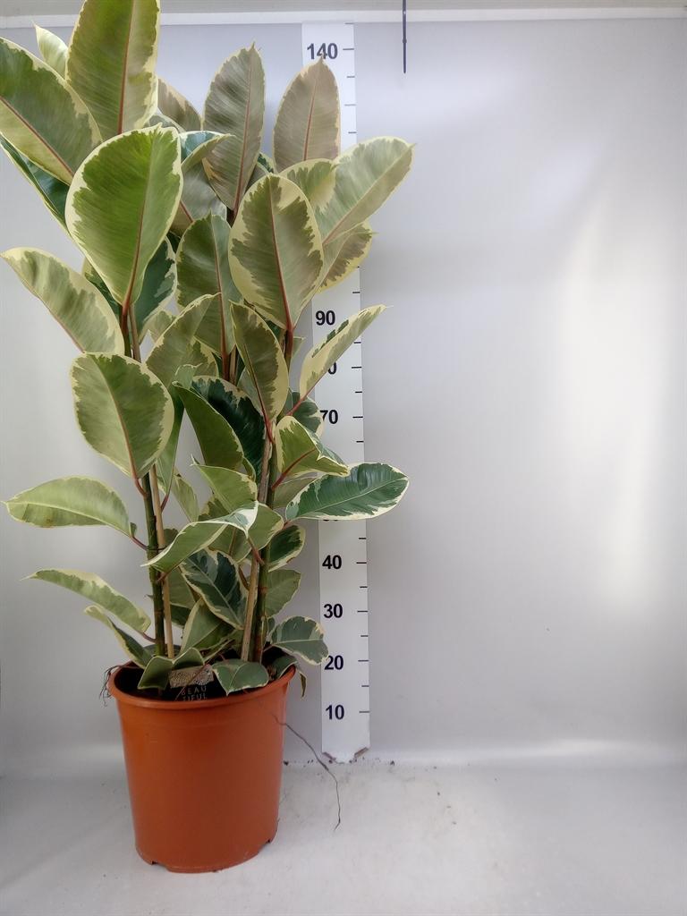 Ficus elastica 'Tineke'
