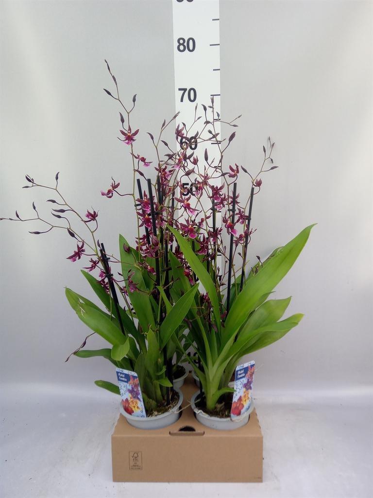 Orchideeën overig