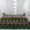 Echeveria overig